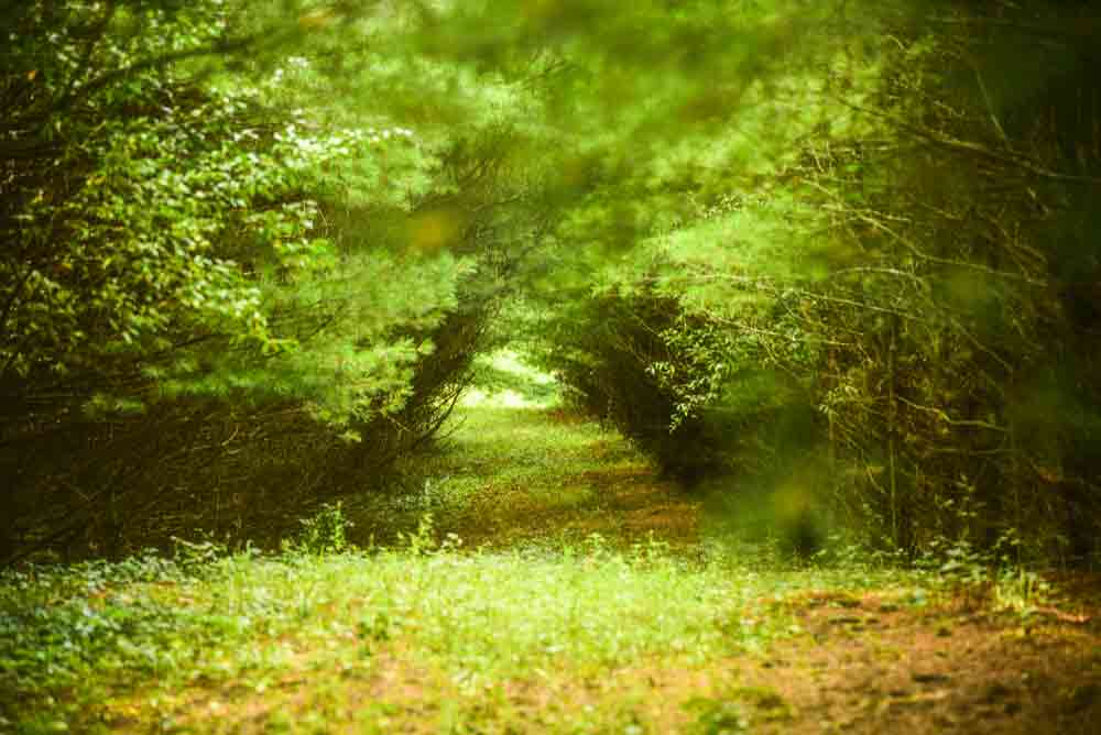 Photo of a camping area called THe Enchanted Forest