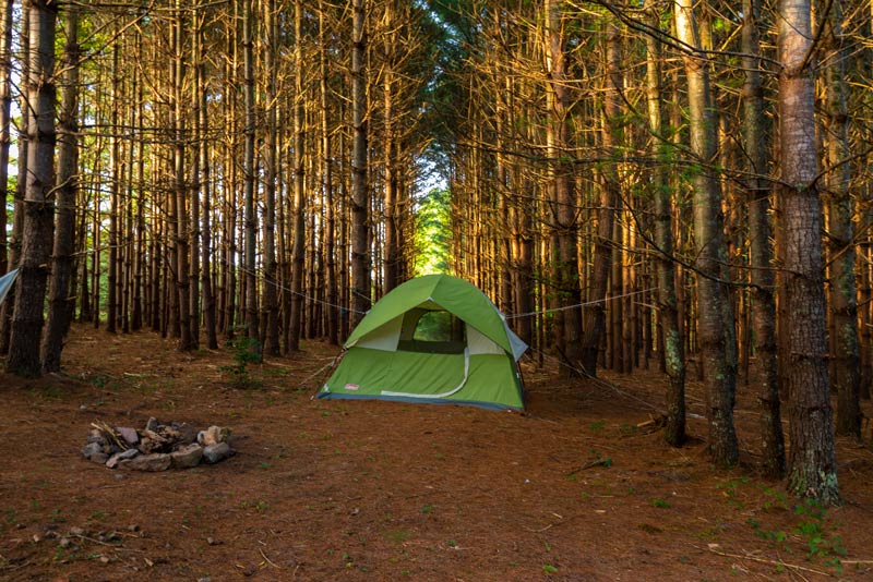 Green camping tent with a campfire in front in a pine forrest.
